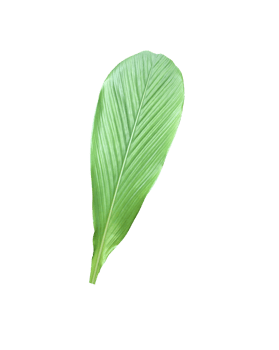 Isolated turmeric leaf with clipping paths. png