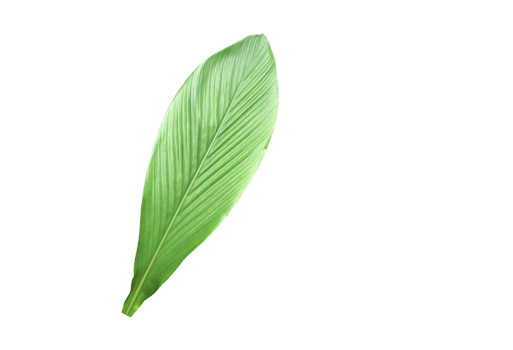 Isolated turmeric leaf with clipping paths. png