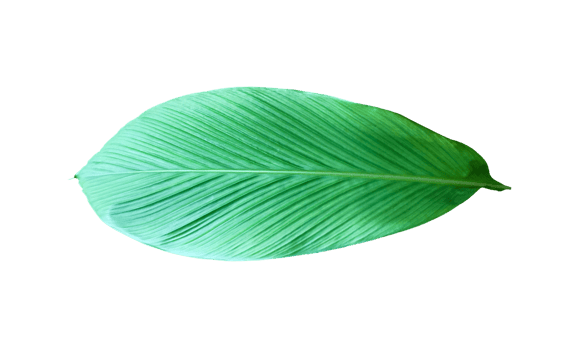 Isolated turmeric leaf with clipping paths. png