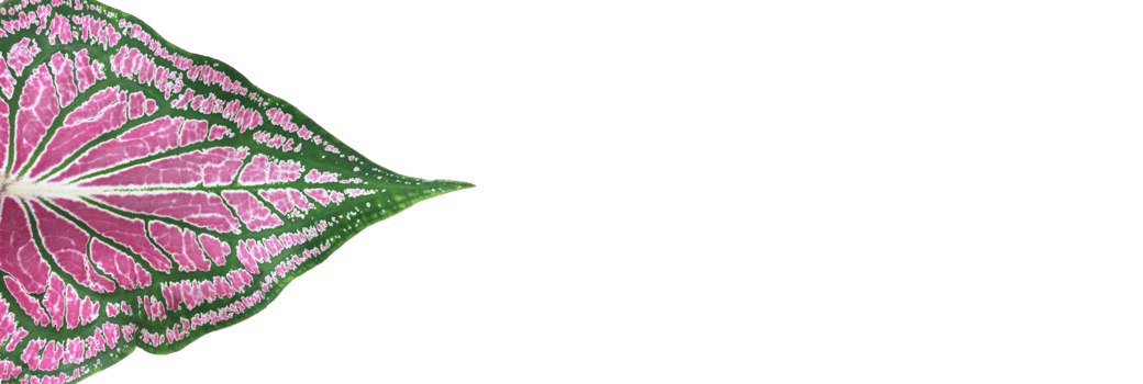 Isolated Alocasia Caladium leaf on white background with transparent background, png