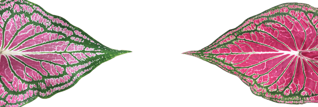 Isolated Alocasia Caladium leaf on white background with transparent background, png