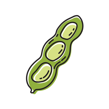 Fava Beans Vegetable Outline Illustration png