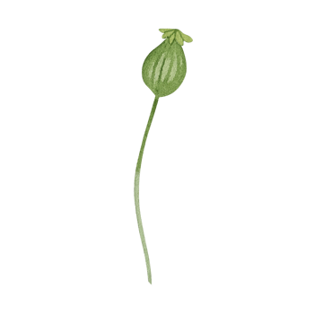 Watercolor green leaf png