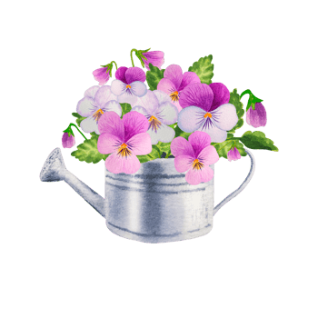 Watercolor spring pink tulips flowers png