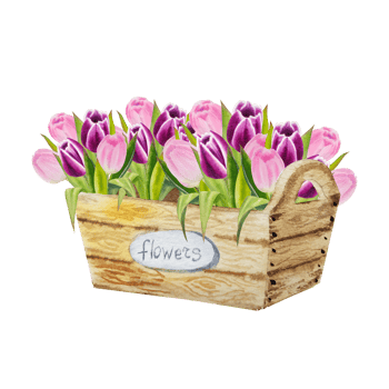 Watercolor spring pink tulips flowers png
