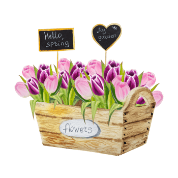 Watercolor spring pink tulips flowers png