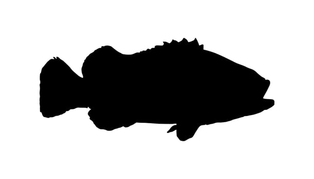 Groupers Fish Silhouette for Icon, Symbol, Pictogram, Logo or Graphic Design Element. Vector Illustration