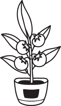 Hand Drawn Tomatoes planted in pots illustration png