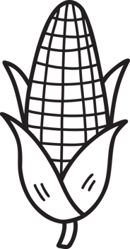 Hand Drawn sweetcorn illustration png