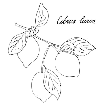 Lemon tree branch with fruits, black and white. vector