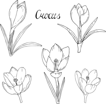 Crocus flowers contour. Set white black flowers crocus. Spring flowers vector