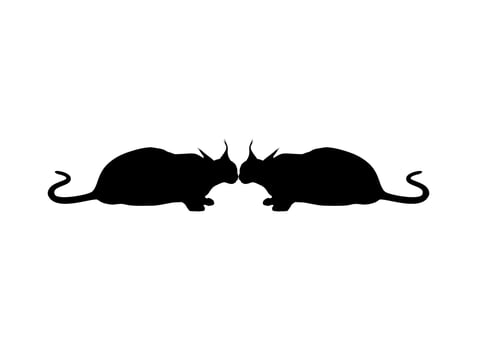 Caracal Cat Silhouette for Logo, Pictogram, Website or Graphic Design Element. Vector Illustration
