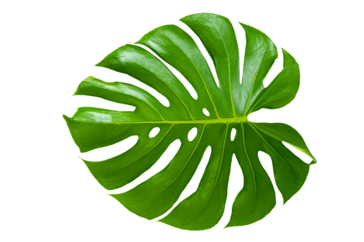 Monstera leaves leaves with Isolate on white background Leaves on white png