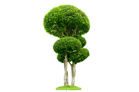 Tree Shrub Garden Decoration White Background png