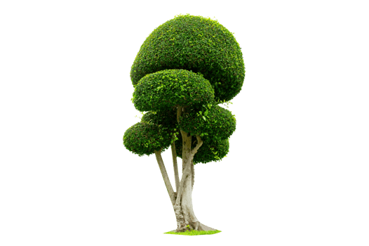 Tree Shrub Garden Decoration White Background png