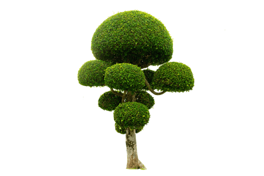 Tree Shrub Garden Decoration White Background png