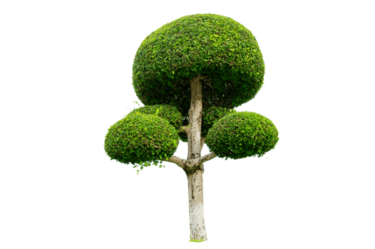 Tree Shrub Garden Decoration White Background png