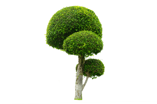 Tree Shrub Garden Decoration White Background png