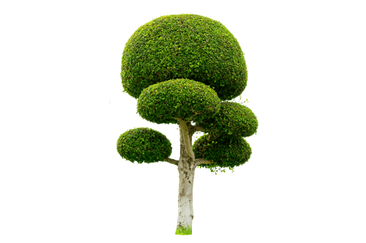 Tree Shrub Garden Decoration White Background png