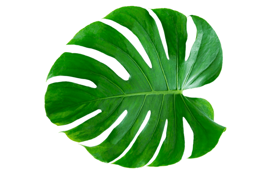 Monstera leaves leaves with Isolate on white background Leaves on white png