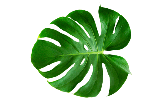 Monstera leaves leaves with Isolate on white background Leaves on white png