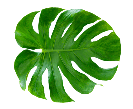 Monstera leaves leaves with Isolate on white background Leaves on white png