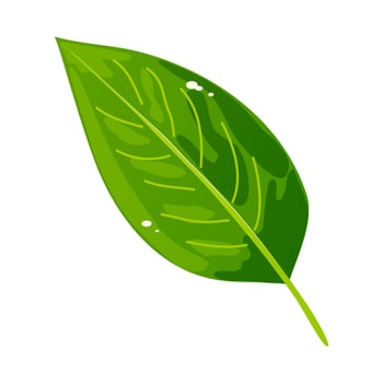Green leaf illustration. Laurel or tea leaf. Foliage of a plant, tree, bush. Vector. vector