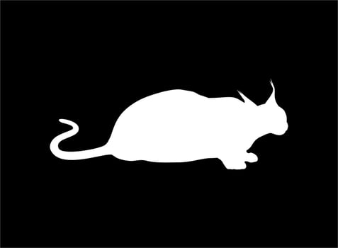 Caracal Cat Silhouette for Logo, Pictogram, Website or Graphic Design Element. Vector Illustration
