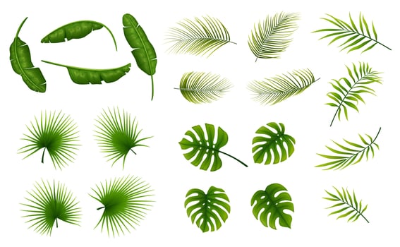 Set of tropical leaves plants on a white background vector