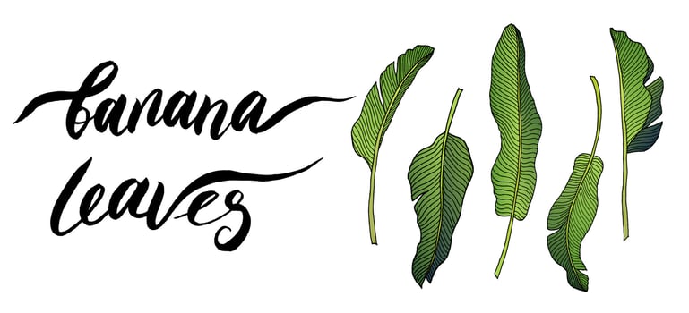 Drawing of green leaves of a banana palm. Lettering. vector