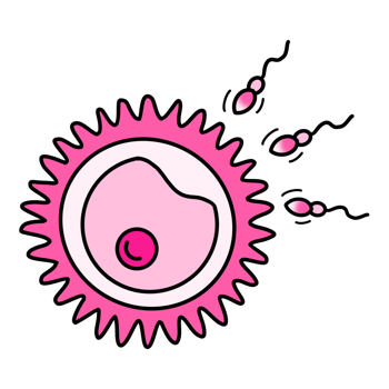 The Human Fertilization png