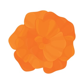 marigold flower icon vector