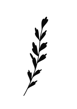 Wreath floral branch in hand drawn style png