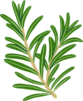 doodle freehand sketch drawing of rosemary. png