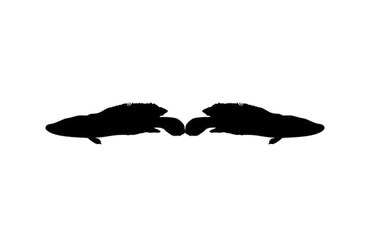 Snake Head Fish, freshwater perciform fish family Channidae , Fish Silhouette for Logo, Pictogram or Graphic Design Element. Vector Illustration