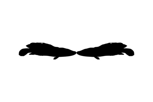 Snake Head Fish, freshwater perciform fish family Channidae , Fish Silhouette for Logo, Pictogram or Graphic Design Element. Vector Illustration