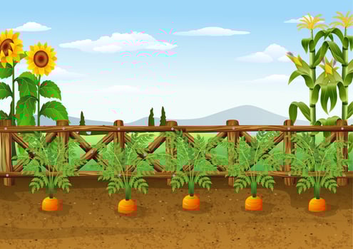Illustration of carrots growing in ecological garden vector