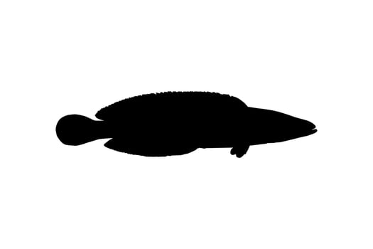 Snake Head Fish, freshwater perciform fish family Channidae, Silhouette for Logo, Pictogram or Graphic Design Element. Vector Illustration