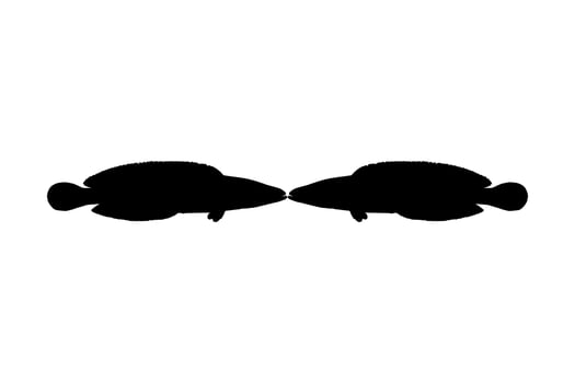 Snake Head Fish, freshwater perciform fish family Channidae, Silhouette for Logo, Pictogram or Graphic Design Element. Vector Illustration