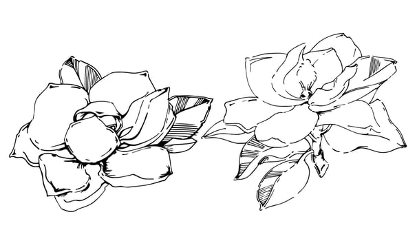 Vector sketch of black hand-painted magnolia flower