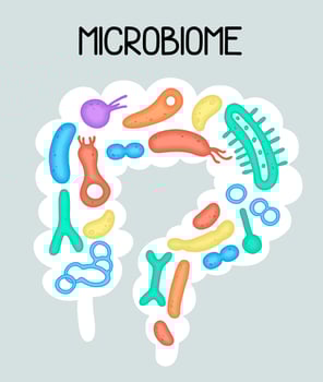 Human microbiome illustration with intestines and bacteria Vector picture. Gastroenterologist. Bifidobacteria, lactobacilli. Lactic acid bacteria.