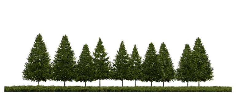 3ds rendering image of front view of pine trees on grasses field png