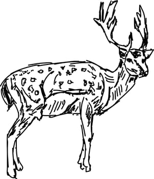 Deer drawing, illustration, vector on white background.