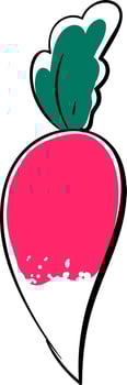 Fresh radish, illustration, vector on white background.