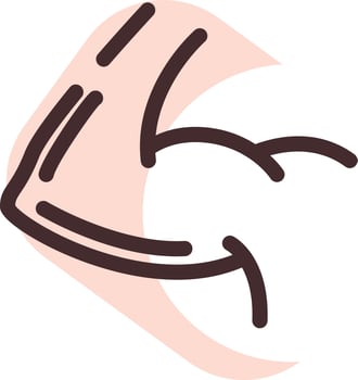 Human biceps, illustration, vector on a white background.