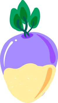 Fresh rutabaga, illustration, vector on white background.