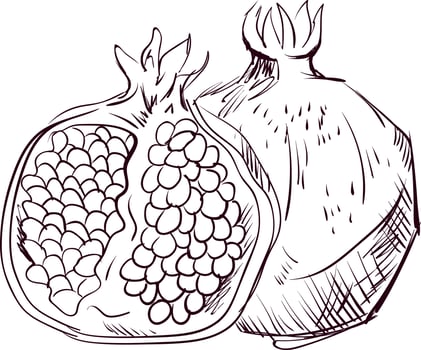 Pomegranate drawing, illustration, vector on white background.