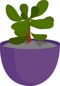 Plant in pot, illustration, vector on white background.