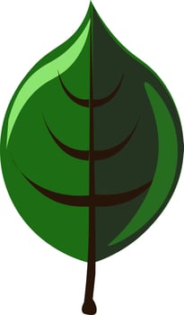 Green leaf, illustration, vector on white background.