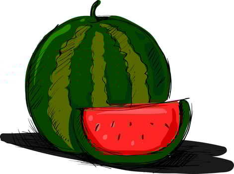 Watermelon drawing, illustration, vector on white background.